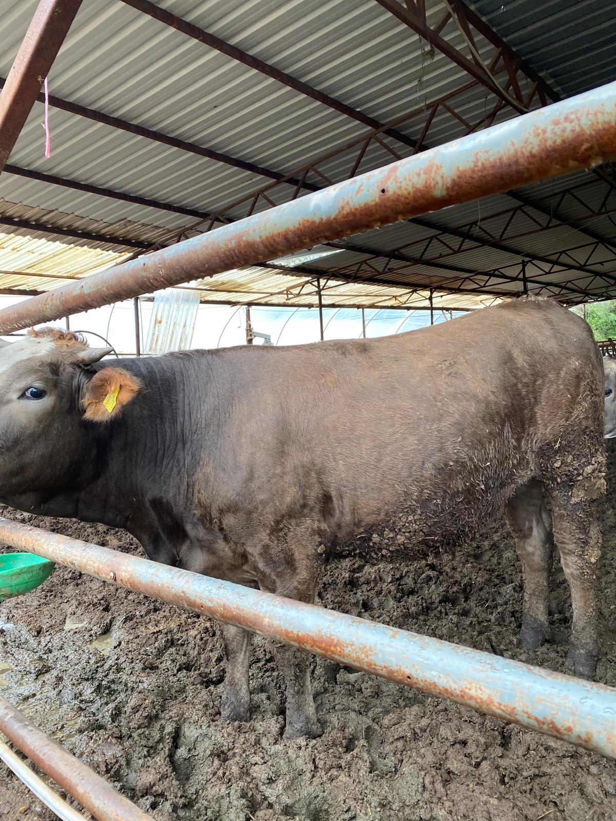 Gara Kerim Besi Çiftliği